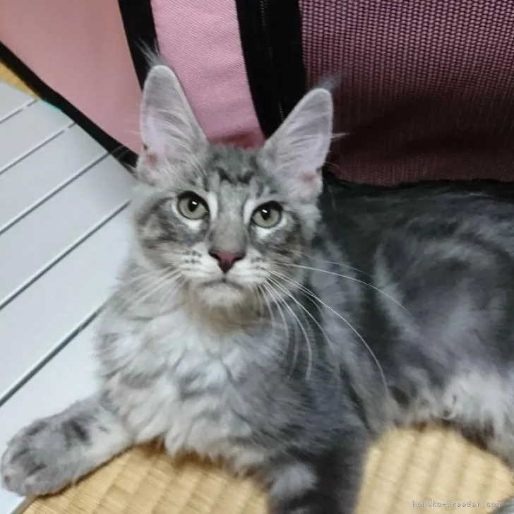 ID：2208-02102の子猫