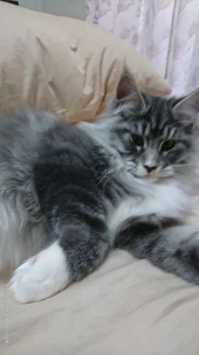 ID:2012-01348の子猫