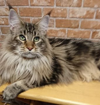 メインクーン【福岡県・男の子・2020年4月4日・ブラッククラシックタビー】の写真「大きくて性格の良い男の子。美しいブラウンカラーです」