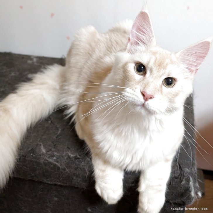 ブリーダー画像