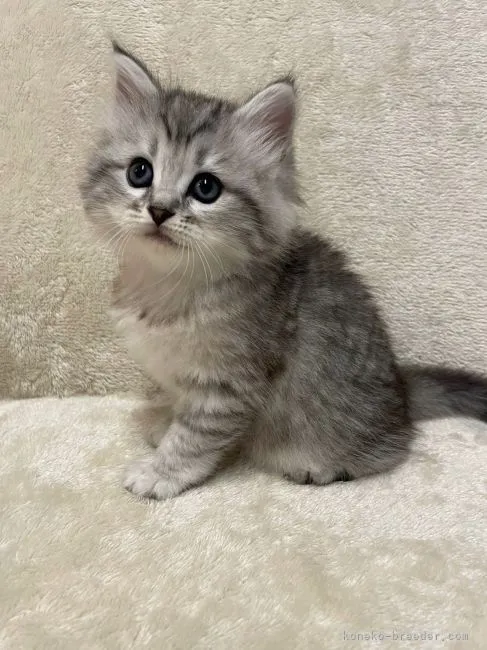 ID：2205-02191の子猫