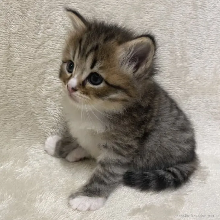 ID：2303-02346の子猫