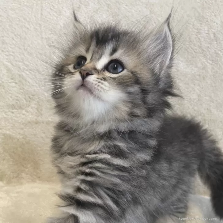 こちー 様のお迎えした子猫