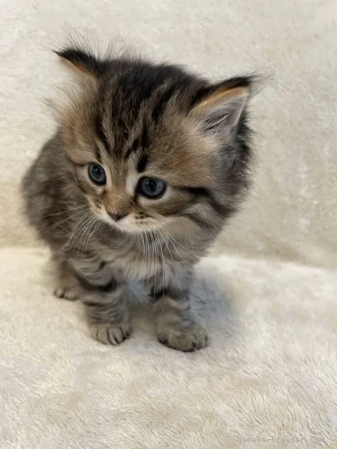 ID:2204-01771の子猫
