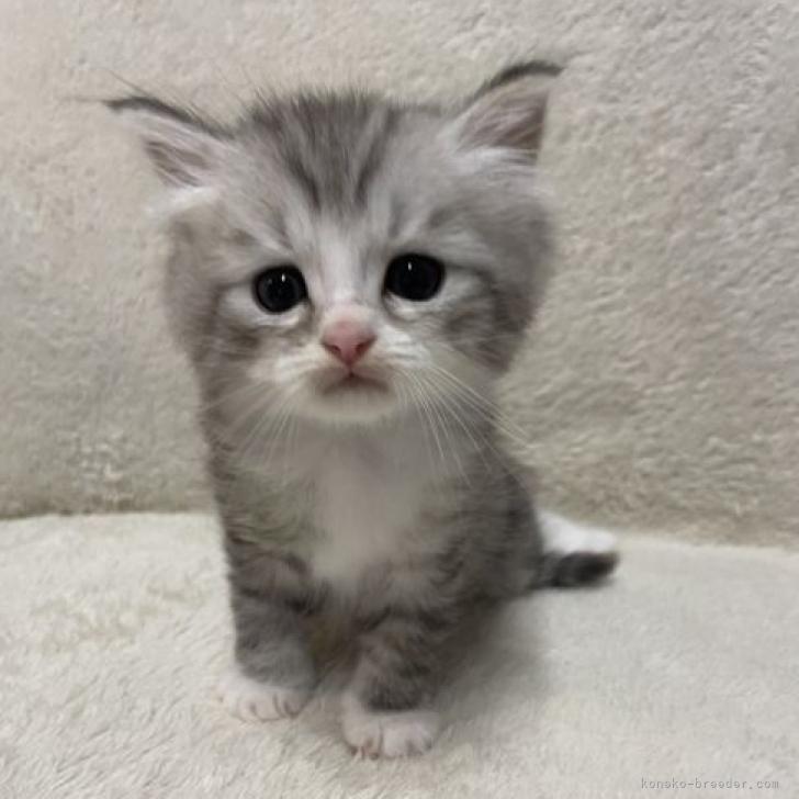 サイベリアン 三重県 男の子 22年6月12日 シルバータビーホワイト 靴下を履いたかわいい 子です みんなの子猫ブリーダー 子猫id 27 サイベリアン 三重県 男の子 22年6月12日 シルバータビーホワイト 靴下を履いたかわいい 子です みんなの子猫ブリーダー 子猫id 27