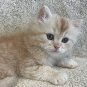 サイベリアン【三重県・男の子・2024年4月7日・クリームタビー】の写真「とても人懐っこい子です♡」