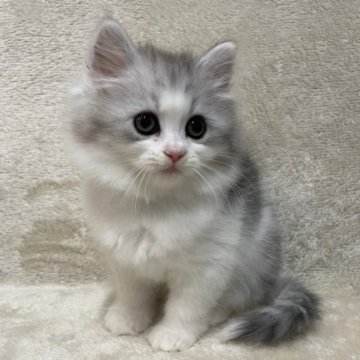 サイベリアン【三重県・女の子・2023年8月20日・シルバーパッチドタビー×ホワイト】の写真「キャンドルテイルです♡」