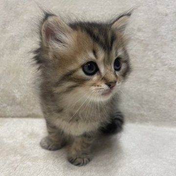 サイベリアン【三重県・男の子・2023年6月1日・ブラウンタビー】の写真「とても人懐っこい、かわいい子です♡」