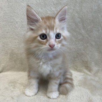 サイベリアン【三重県・男の子・2023年7月7日・レッドタビーホワイト】の写真「とても人懐っこくお膝の上に座ってくれます♡」