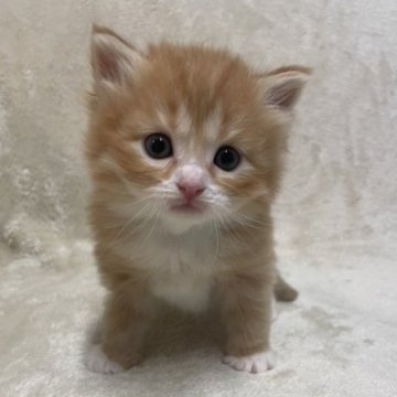 サイベリアン【三重県・男の子・2023年2月22日・レッドタビー&ホワイト】の写真「とても人懐っこいかわいい子です♡」