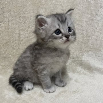 サイベリアン【三重県・男の子・2023年2月22日・シルバータビー】の写真「とても人懐っこいかわいい子です♡」