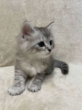 サイベリアン【三重県・男の子・2022年4月18日・シルバータビー】の写真「とても人懐っこい子です♡」