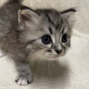 サイベリアン【三重県・男の子・2023年7月7日・ブルータビー×ホワイト】の写真「とても、可愛い子です♡」