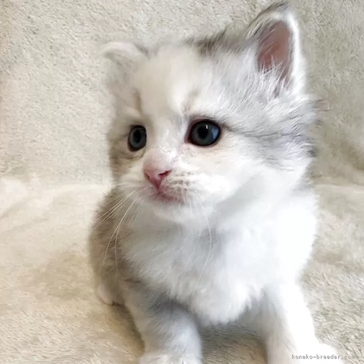 N.M 様のお迎えした子猫