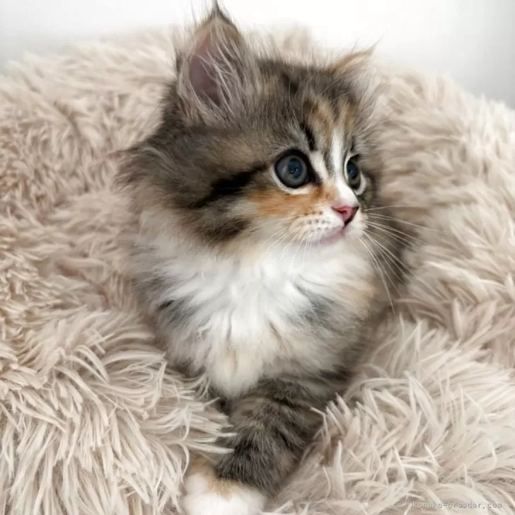 ID：2504-03142の子猫