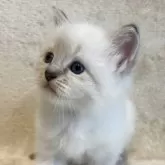 サイベリアン