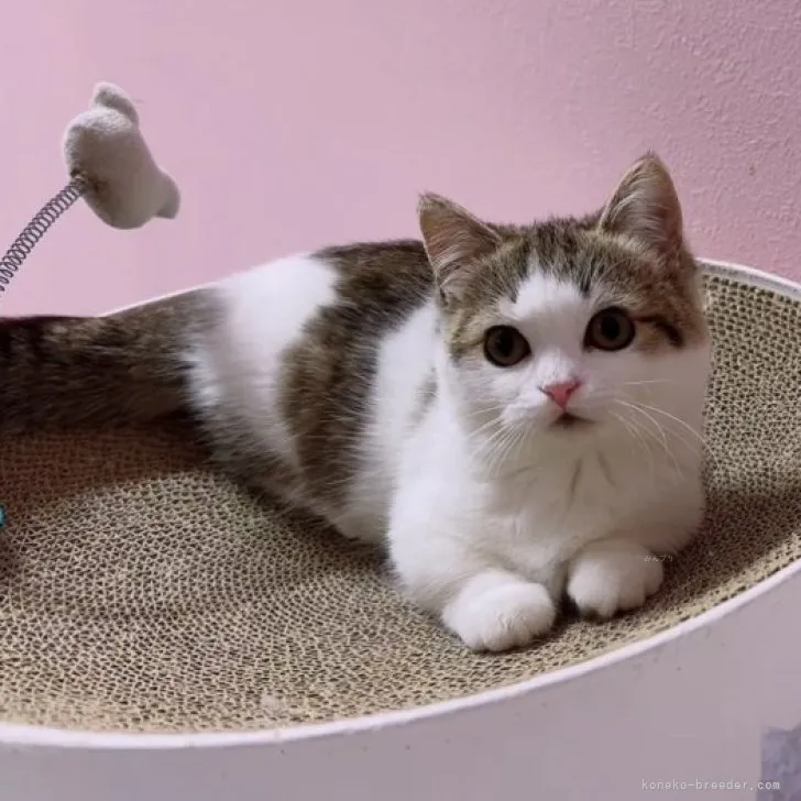 ID：2308-01895の子猫