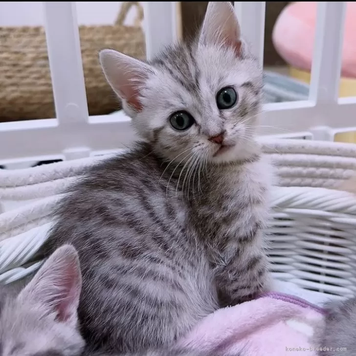ID:2402-00103の子猫