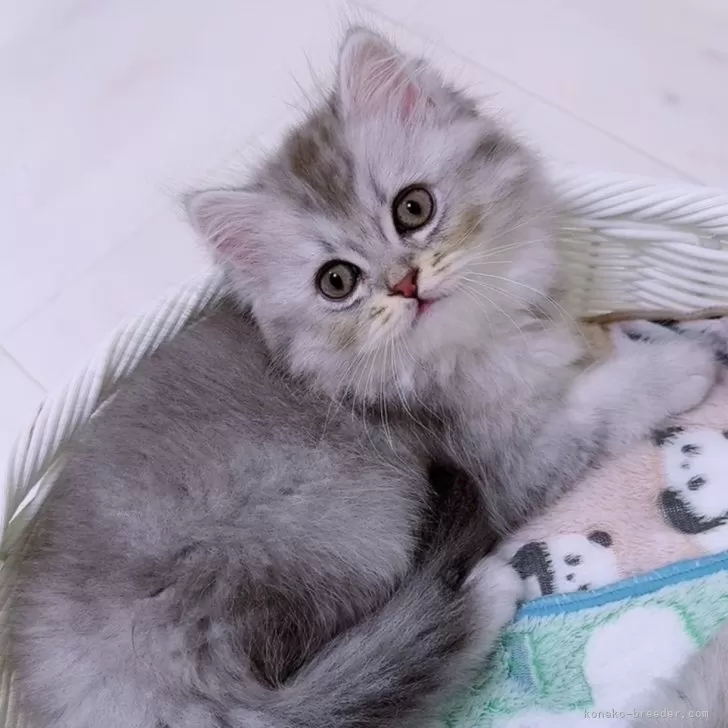 ID:2312-01066の子猫