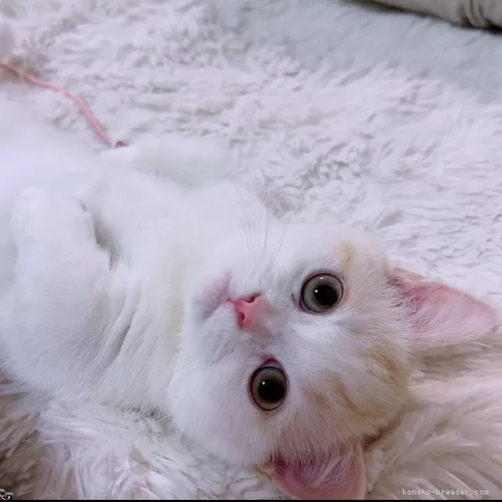 ID：2310-01233の子猫