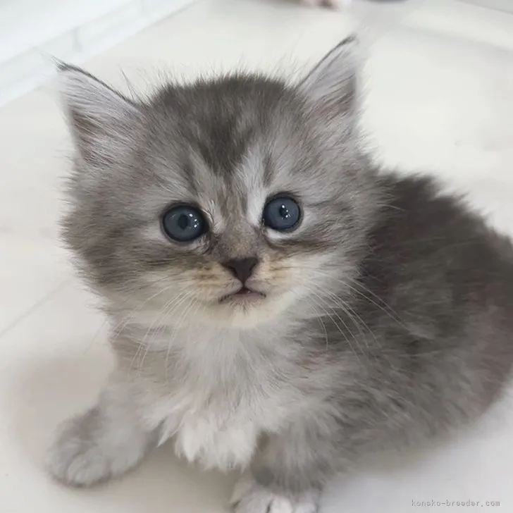 ID:2307-02929の子猫
