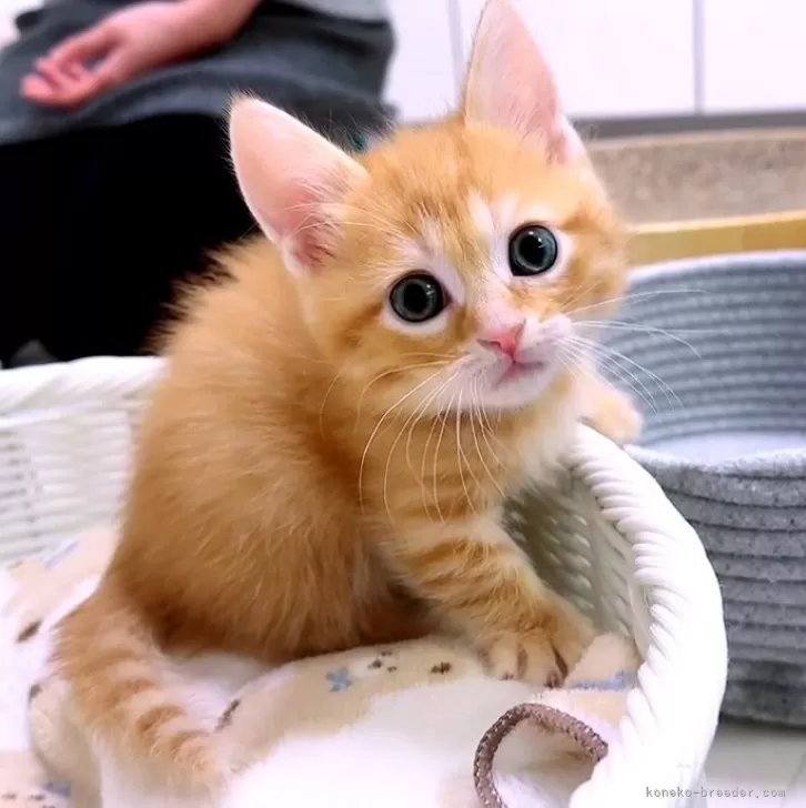 ID：2401-01539の子猫