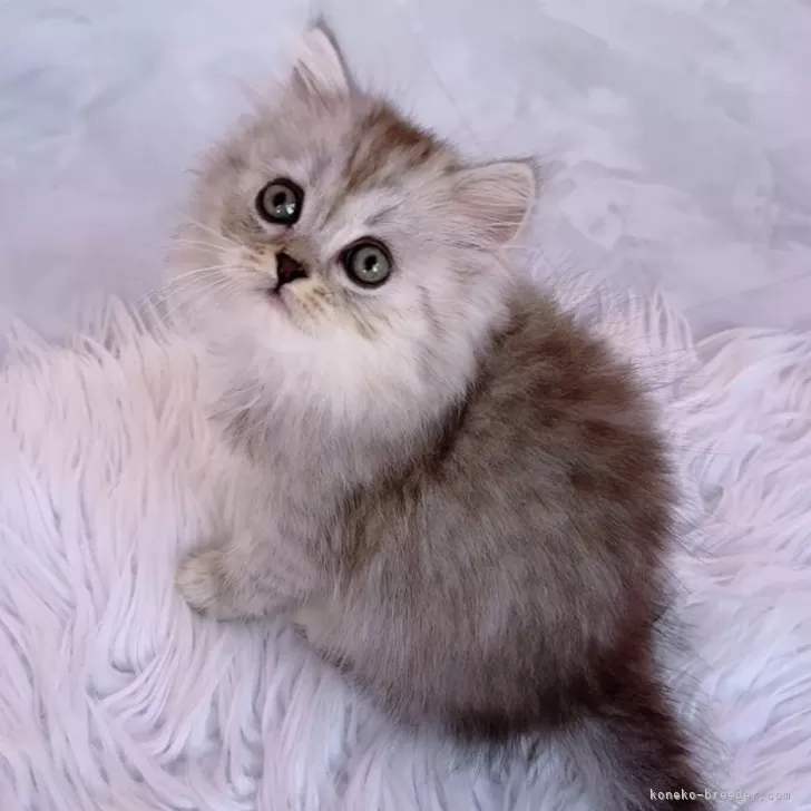 ID：2312-02869の子猫