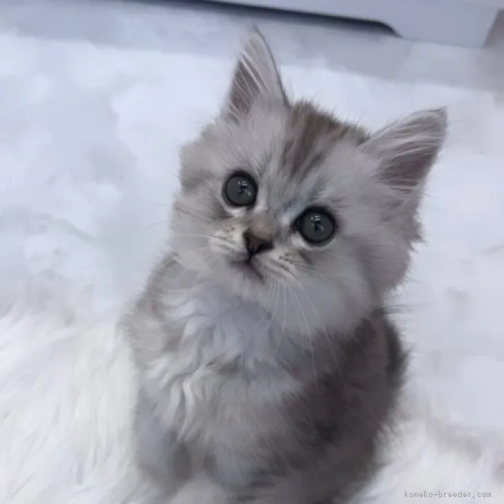 ID：2306-01547の子猫