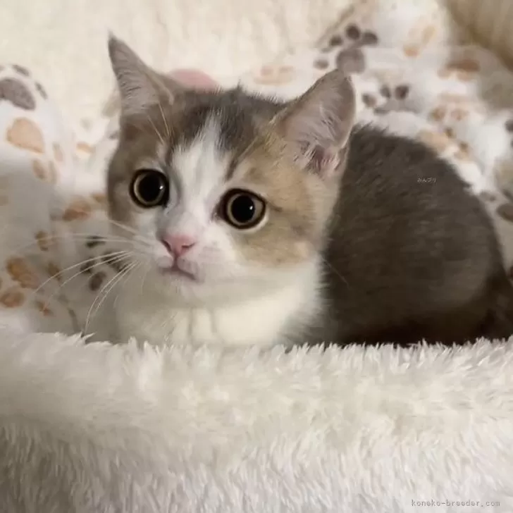 ID：2405-00992の子猫