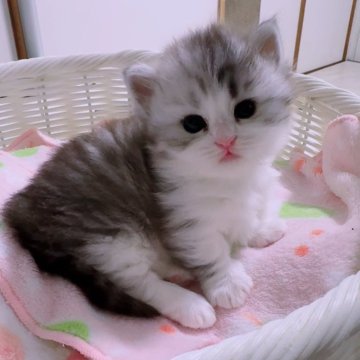 ミヌエット(短足)【京都府・男の子・2024年3月25日・シルバータビー&ホワイト（ロング）】の写真「人気の長毛短足ハチワレフワフワくん🤘🏻」