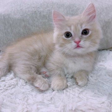 マンチカン【京都府・男の子・2023年12月18日・クリームタビー（ロング）】の写真「フワフワきゅるきゅるおめめ💕」