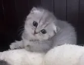 マンチカン(短足)【京都府・女の子・2023年6月27日・シルバータビー】の写真3