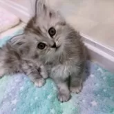 ミヌエット(長足)【京都府・男の子・2025年3月5日・シルバータビー】の写真10