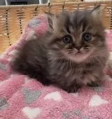 ミヌエット(短足)【京都府・男の子・2025年1月19日・ブラウンタビー】の写真11