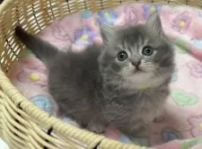 マンチカン(短足)【京都府・女の子・2025年10月2日・ブルー】の写真11