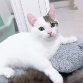 マンチカン(短足)【京都府・男の子・2025年7月9日・ホワイトバン】の写真11「もちもちフワフワツルツル🫧」