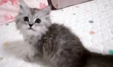 ミヌエット(長足)【京都府・男の子・2025年3月5日・シルバータビー】の写真12