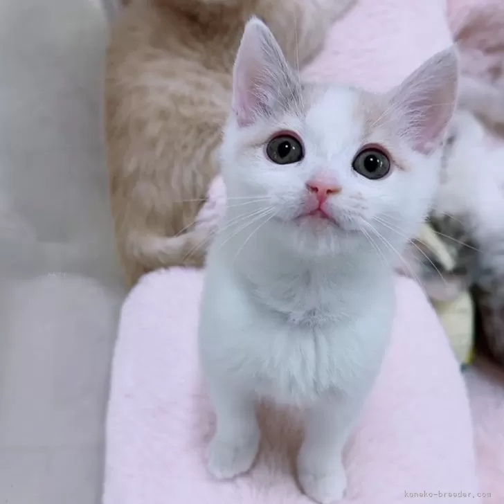 マンチカン(長足)【京都府・女の子・2025年8月5日・ホワイトバン】の写真1「お顔かわいすぎる😍」