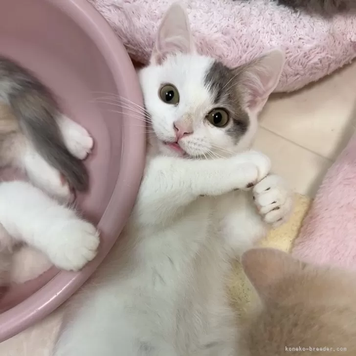 マンチカン(短足)【京都府・男の子・2025年7月9日・ホワイトバン】の写真1