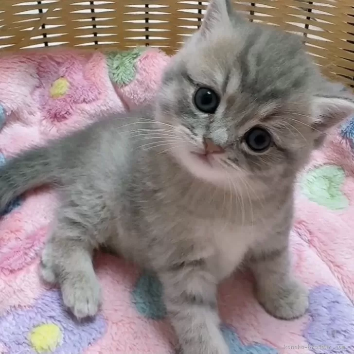 りゅう 様のお迎えした子猫