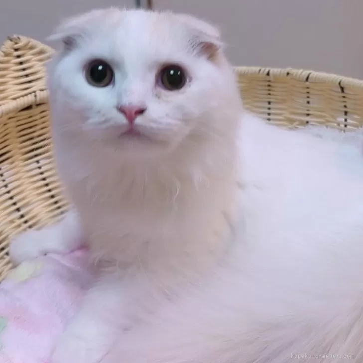 スコティッシュフォールド(折れ耳)【京都府・男の子・2025年4月12日・クリームタビー&amp;ホワイト】の写真1