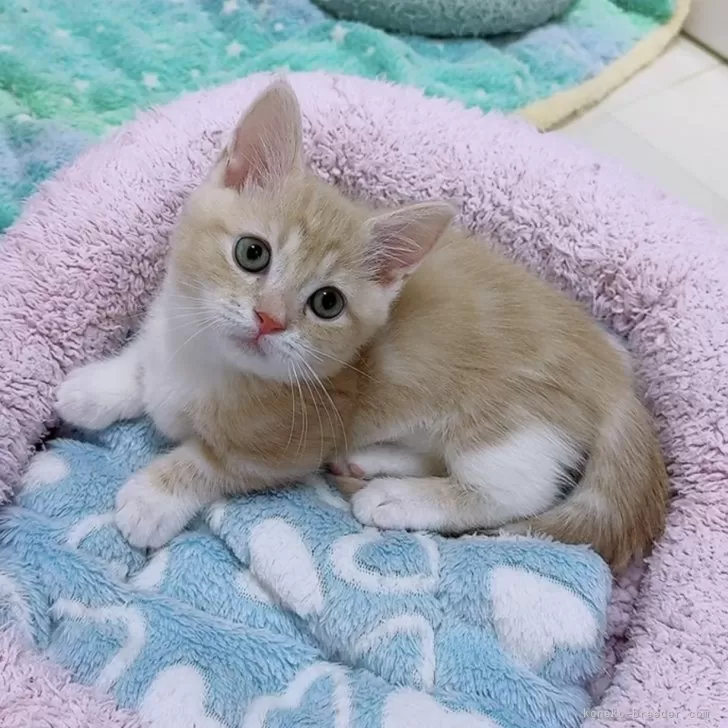 ID：2509-00964の子猫