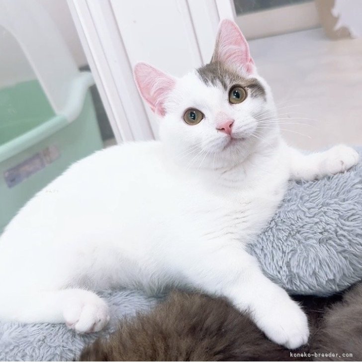 ブリーダー画像