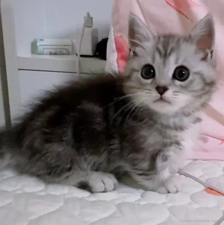 ID：2504-03265の子猫