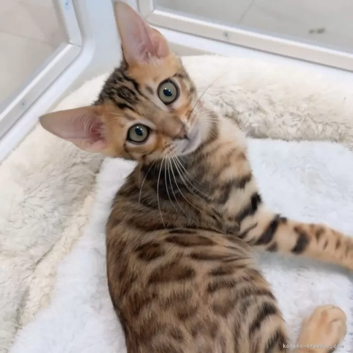 ID:2411-01098の子猫