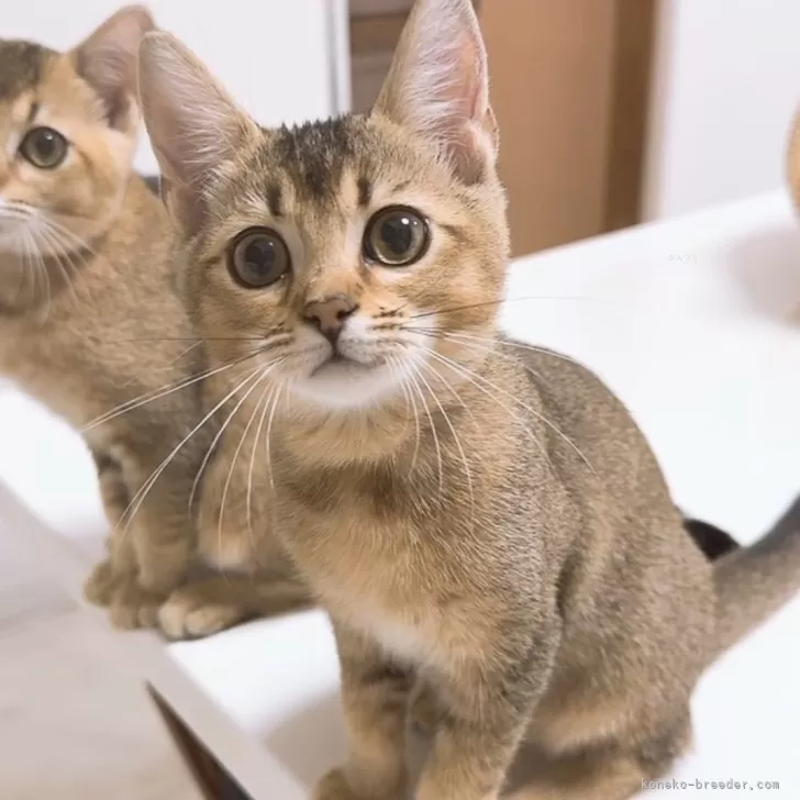 ブリティッシュゴールデン×ベンガル【京都府・女の子・2025年7月14日・ブラウンマッカレルタビー】の写真1「おすまし顔💓」