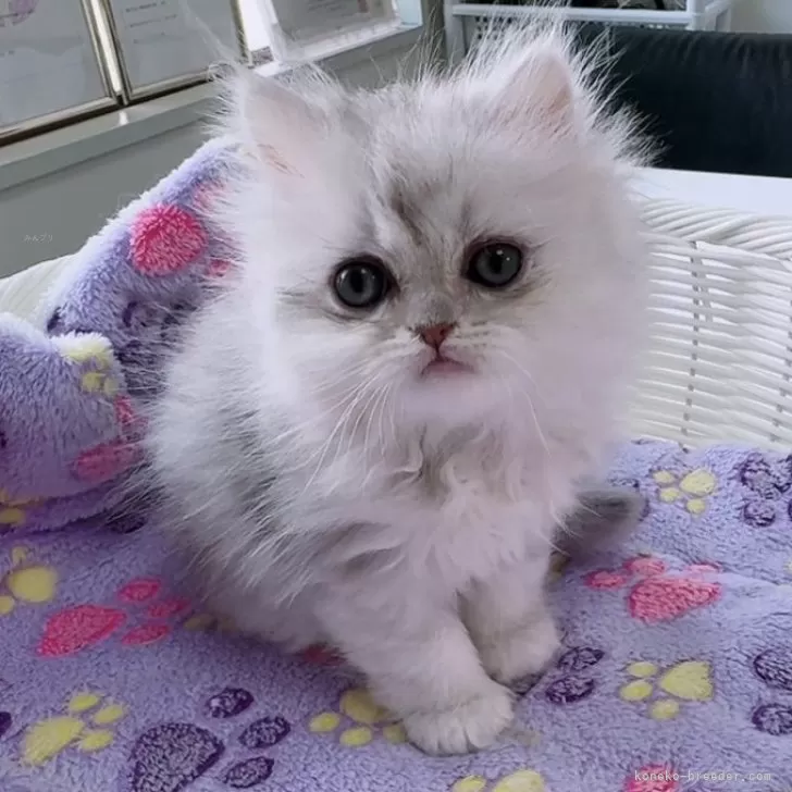 ID:2412-01447の子猫