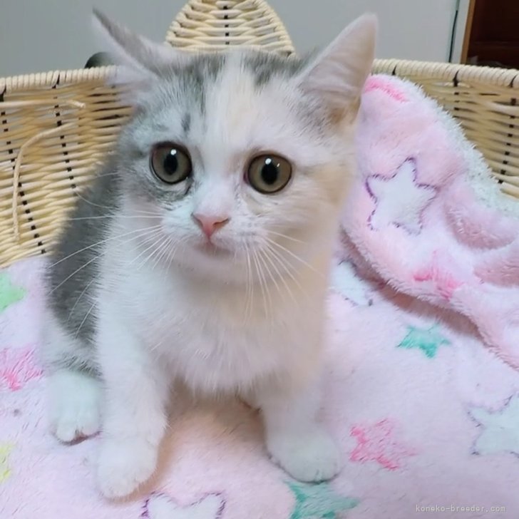 ブリーダー画像