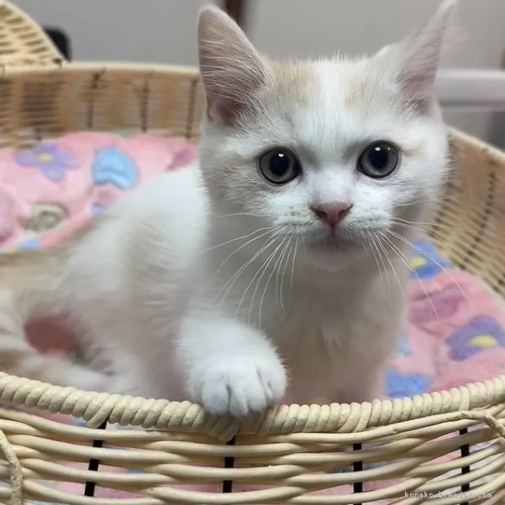 ID：2501-02107の子猫