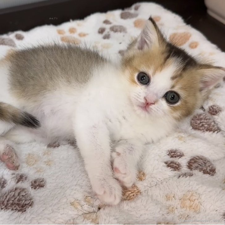 スコティッシュフォールド(立ち耳)【京都府・女の子・2025年4月